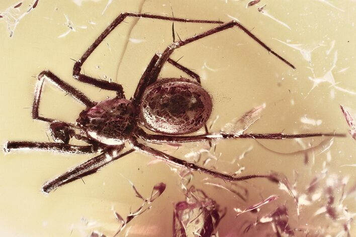 Detailed Fossil Spider (Araneae) In Baltic Amber #367295